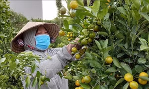 Nông dân Phú Yên chăm sóc, tạo dáng cho quất bán thị trường Tết. Ảnh: Xuân Triệu-TTXVN