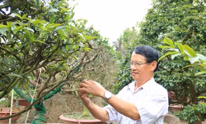 Người dân lặt lá để mai nở hoa đúng dịp Tết Nguyên đán. Ảnh: Lê Thúy Hằng – TTXVN