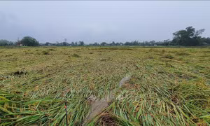 Một diện tích lúa sắp đến kì thu hoạch bị gãy đổ ở xã Triệu Trung, huyện Triệu Phong. Ảnh: TTXVN phát