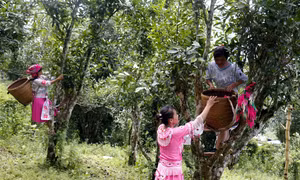 Người dân xã Hồng Thái, huyện Na Hang (Tuyên Quang) thu hái chè Shan tuyết. Ảnh: Vũ Quang Đán