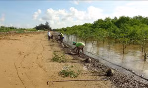 Người dân xã Mỹ Long Nam, huyện Cầu Ngang, tỉnh Trà Vinh trồng rừng. Ảnh: Thanh Hòa - TTXVN