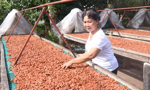 Phơi hạt ca cao tại huyện Châu Thành (Bến Tre). Ảnh: Huỳnh Phúc Hậu – TTXVN