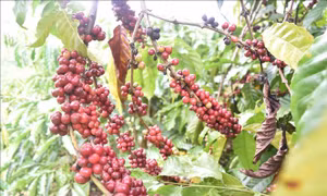 Cà phê Thuận An được dán tem truy xuất nguồn gốc, có đăng ký mã vùng trồng và đăng ký bảo hộ thương hiệu hàng hóa, sản phẩm. Ảnh: Nguyên Dung-TTXVN