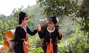 Tỉnh Yên Bái đã đưa cây quế vào kế hoạch trồng rừng hằng năm; có nhiều chính sách thu hút đầu tư chế biến sản phẩm quế nhằm khai thác tối đa tiềm năng, lợi thế từ cây quế. Ảnh: Đức Tưởng