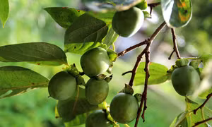 Hồng không hạt có vỏ nhẵn, tai quả to, không cứng, hình tròn hoặc tròn dài, vị ngọt dịu đến ngọt đậm sau khi ngâm, nhiều đường và rất giòn. Ảnh: An Thành Đạt
