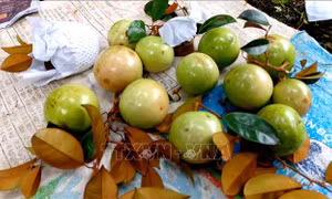 Do ảnh hưởng mưa nhiều nên nhiều trái không đẹp nên tỷ lệ trái đẹp thấp. Ảnh: Thu Hiền – TTXVN