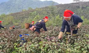 Hợp tác xã Sapa Secrets tạo việc làm thường xuyên cho 15 lao động địa phương với mức thu nhập từ 7 - 9 triệu đồng/tháng. Ảnh: Hương Thu