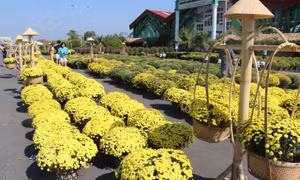 Lần đầu tiên tổ chức Festival hoa, kiểng Sa Đéc với chủ đề “Tình đất - Tình hoa”