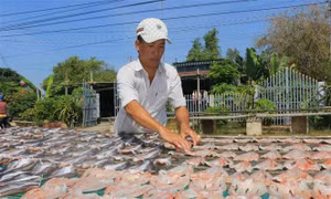 Sau khi làm sạch và tẩm ướp gia vị, cá lóc được phơi dưới ánh nắng mặt trời. Anhr: Nhựt An – TTXVN