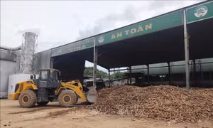 Công ty Cổ phần xuất, nhập khẩu nông sản Vina (huyện Sa Thầy, tỉnh Kon Tum) được Vietcombank Kon Tum giảm 3%/năm lãi suất tiền vay, giúp đơn vị ổn định sản xuất. Ảnh: Dư Toán – TTXVN.