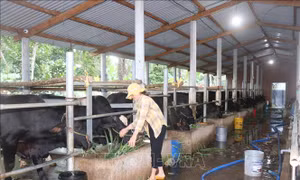 Ngày càng có nhiều hộ dân mạnh dạn đầu tư chăn nuôi, vỗ béo bò lai. Ảnh: Phạm Kha - TTXVN