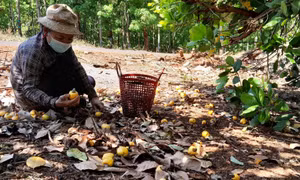 Bình Phước: Giá thu mua hạt điều tươi đầu vụ thấp