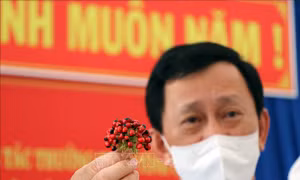 Ông Dương Văn Trang, Bí thư Tỉnh ủy Kon Tum kiểm tra hạt giống giả sâm Ngọc Linh Kon Tum được người dân mua tại huyện Tu Mơ Rông. Ảnh: Cao Nguyên-TTXVN
