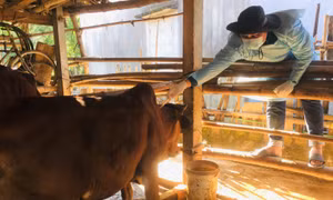 Nên tiêm phòng cho trâu bò khi chưa bị bệnh. Liều lượng tiêm theo hướng dẫn của nhà sản xuất. Ảnh: TTXVN