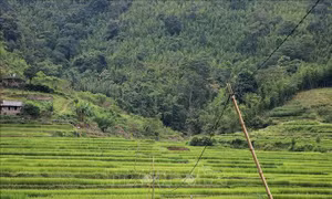 Nhiều hộ gia đình phải dùng cây tre, bương làm cột để kéo dây điện về nhà. Ảnh: Thanh Hải – TTXVN