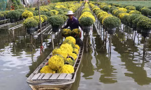 Nông dân xã Tân Khánh Đông, thành phố Sa Đéc (Đồng Tháp) thu hoạch cúc mâm xôi phục vụ thị trường Tết. Ảnh: Nguyễn Văn Trí – TTXVN