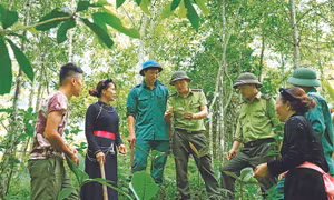 Cán bộ kiểm lâm huyện Lâm Bình cùng đồng bào dân tộc kiểm tra các loại cây thảo dược được trồng dưới tán rừng. Ảnh: An Thành Đạt