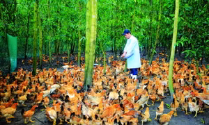 Với hàng chục trang trại chăn nuôi gia cầm quy mô lớn, tỉnh Thừa Thiên - Huế hiện có đàn gia cầm khoảng 4 triệu con. Ảnh: Hồ Cầu - DTMN