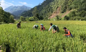 Bà con ở bản Hà Si - Hà Nê thuộc xã Pa Ủ, huyện Mường Tè (Lai Châu) đã có lương thực phục vụ cuộc sống. Ảnh: Việt Hoàng