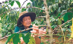 Nhờ áp dụng khoa học - kỹ thuật vào sản xuất nên mô hình vườn - ao - chuồng của gia đình ông Phạm Văn Xây luôn cho năng suất cao. Ảnh: Hồng Điệp