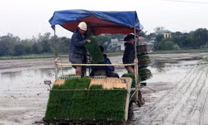 Áp dụng mạ khay, cấy máy giúp nông dân giảm chi phí sản xuất