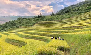 Mô hình “bản người Mông tự quản” tại xã Phong Dụ Thượng, huyện Văn Yên (Yên Bái) giúp cho đời sống của đồng bào Mông nơi đây từng bước được cải thiện, tỷ lệ hộ nghèo giảm nhanh, an ninh trật tự trên địa bàn được bảo đảm. Ảnh: TTXVN