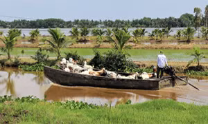 Xã Khánh Bình Tây Bắc, huyện Trần Văn Thời (Cà Mau) đã tích cực triển khai nhiều mô hình hỗ trợ người dân thay đổi tập quán sản xuất, từng bước nâng cao thu nhập cho người dân. Ảnh: Huỳnh Anh