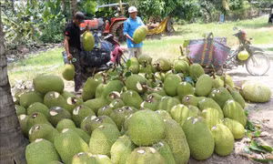 Thu hoạch mít Thái tại huyện Thanh Bình (Đồng Tháp). Ảnh: Nguyễn Văn Trí-TTXVN