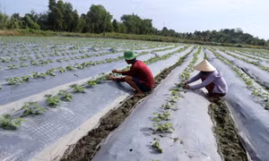 Những lưu ý khi sử dụng che phủ nilon trên một số cây trồng cạn
