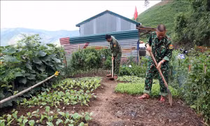 Cán bộ tại chốt kiểm soát trên đường tuần tra biên giới thuộc Đồn Biên phòng cửa khẩu Chiềng Khương tăng gia sản xuất. Ảnh: Hữu Quyết – TTXVN