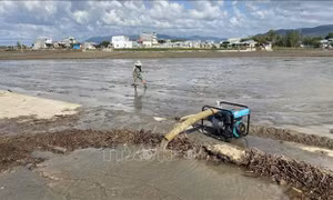 Nhiều diện tích sản xuất vụ Đông Xuân của người dân xã Phước Thắng phải gieo sạ lại lần thứ 3, trước đó người dân gieo sạ thì bị ngập úng, hư hại. Ảnh: Tường Quân - TTXVN