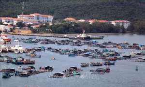 Nuôi cá lồng bè trên vùng biển An Thới, thành phố Phú Quốc (Kiên Giang). Ảnh: Lê Huy Hải – TTXVN