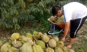Thu hoạch sầu riêng. Ảnh: Nguyễn Dũng-TTXVN