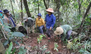 Người dân địa phương trồng cây gừng gió dưới tán rừng để tăng thêm thu nhập. Ảnh: Đỗ Trưởng
