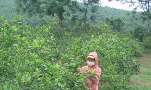 Xã miền núi Minh Khương vượt khó xây dựng nông thôn mới
