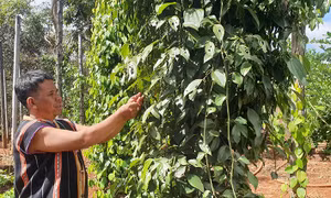 Là tấm gương sáng về làm kinh tế giỏi, anh Rơ Mah Chel hiện có 2 ha cao su, 1 ha điều, 1 ha cà phê, hơn 100 trụ tiêu, thu nhập gần 300 triệu đồng/năm. Ảnh: Hồng Điệp