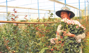 Làng hoa truyền thống Vạn Thành