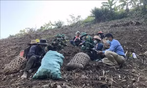 Bộ đội Biên phòng Lai Châu giúp dân thu hoạch nghệ đen. Ảnh: Nguyễn Oanh – TTXVN