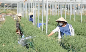 Làng hoa Dương Sơn nhộn nhịp vào vụ Tết