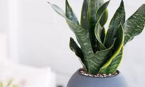 Bảo vệ môi trường: CO2 tác động mạnh đến vòng đời của cây 