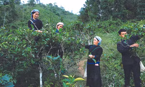 Nhờ chuyển đổi từ trồng ngô, sắn sang trồng chè Tuyết Shan, đồng bào dân tộc Tày ở xã vùng sâu Bản Liền, huyện Bắc Hà (Lào Cai) đã có nguồn thu nhập khá, có việc làm ổn định, đẩy nhanh xóa nghèo và vươn lên làm giàu. Ảnh: An Thành Đạt