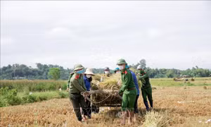 Các cán bộ chiến sỹ công an phối hợp với các bạn huyện đoàn Hương Sơn chung tay giúp nhân gặt lúa Hè thu. Ảnh: Dương Quân – TTXVN