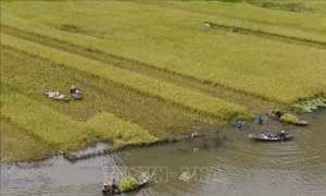 Người dân Tam Cốc thu hoạch thành quả lao động sau nhiều thời gian chăm sóc. Ảnh: Đức Phương – TTXVN
