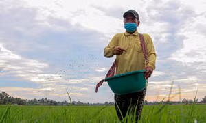 Nhờ chăm chỉ lao động sản xuất, tích góp chi tiêu để mua thêm đất đai, đến nay, gia đình ông Thạch Xa Kha có 4 ha đất trồng lúa và nhà cửa khá khang trang. Ảnh: Hồng Thái