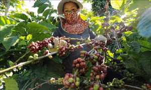 Bộ Công Thương lên kế hoạch hành động phát triển vùng Tây Nguyên