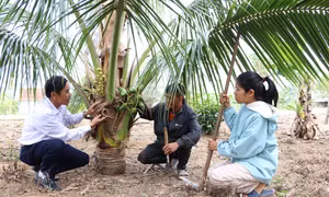 Những mô hình mang lại hiệu quả kinh tế cho đồng bào dân tộc ở K'bang