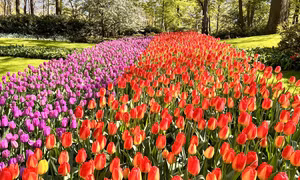 Hoa Tuylip đủ sắc màu tại vườn hoa Keukenhof ở Hà Lan. Ảnh: Mạnh Hùng - PV TTXVN tại Hà Lan