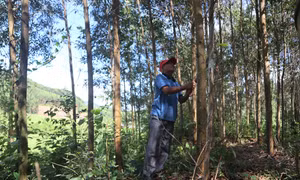 Rừng keo đạt chuẩn FSC của người dân Trà Bồng. Ảnh: Đinh Hương – TTXVN