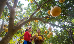 Ấm no từ bưởi đỏ xứ Mường