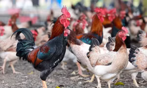 Gà Mía có nét đẹp phảng phất con công, con phượng. Vì vậy, trong nghi thức tế Thành Hoàng làng cổ Đường Lâm xưa nay không thể thiếu được sản vật nà. Ảnh: Nguyễn Hoài